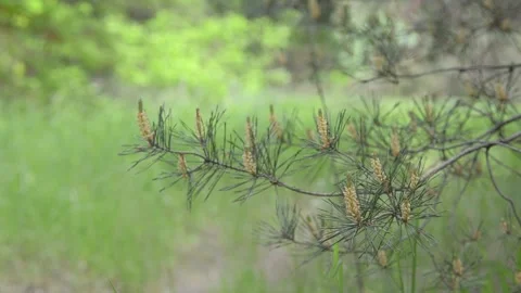 Blossoming pine branch. 스톡 동영상 155366850