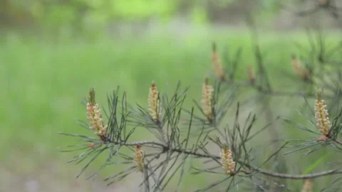 Blossoming pine branch. 스톡 동영상 155367066