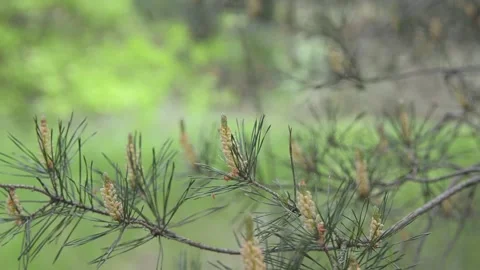 Blossoming pine branch. Video stock 155367149
