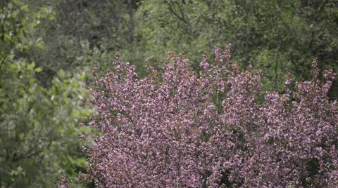 Blossoming Pink Apple tree Stock Footage 63614135