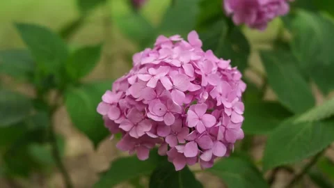 A Blossoming pink Bigleaf Hydrangea in the bushes Vidéo 336649209