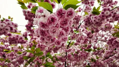 Blossoming Pink Cherry   Springtime Hanami Festival Stock Footage 273857352