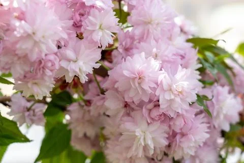 Blossoming pink flowers in the early spring sunlight Stock Photos