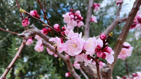 Blossoming pink flowers on tree branches with soft petals and vibrant buds in sp Stock Footage 304416542