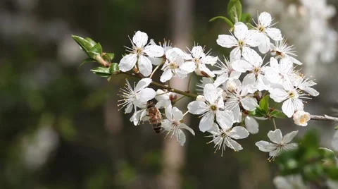 Blossoming plum. Stock-Footage 49690946