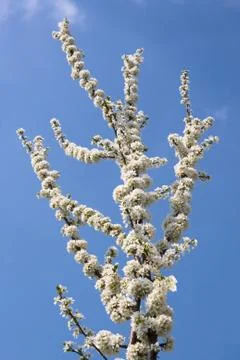 Blossoming plum 스톡 사진