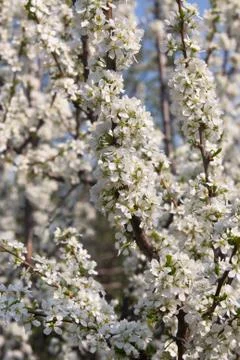 Blossoming plum 스톡 사진