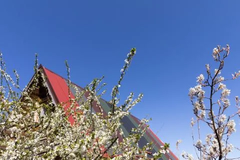 Blossoming plum in the spring against the backdrop of a single-family house o Foto stock