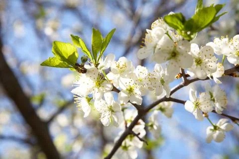Blossoming plum in the spring Stock Photos