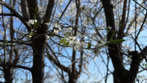 Blossoming plum tree branches in early spring Stock Footage 306521443