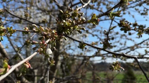 Blossoming plum tree branches in early spring Stock Footage 306521448
