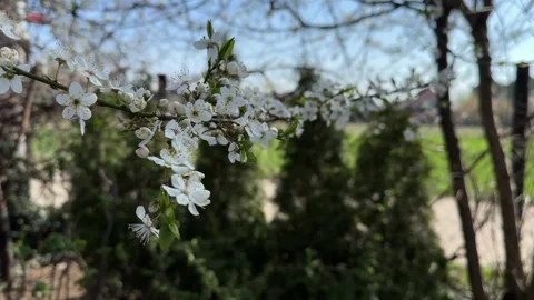 Blossoming plum tree branches in early spring Stock Footage 306521449
