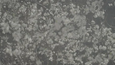 Blossoming plum tree Stock Footage 305925627