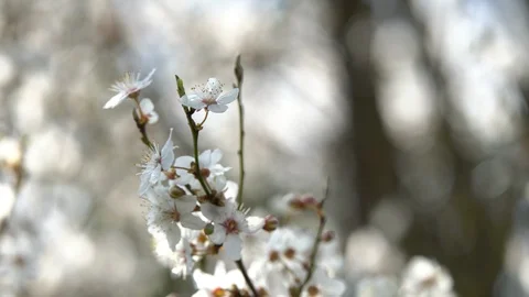 A blossoming plum tree in the garden Stock Footage 127017581