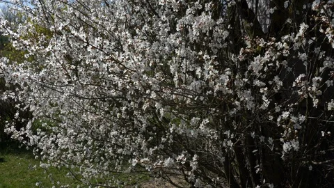 A blossoming plum tree in the garden Stock Footage 127019100