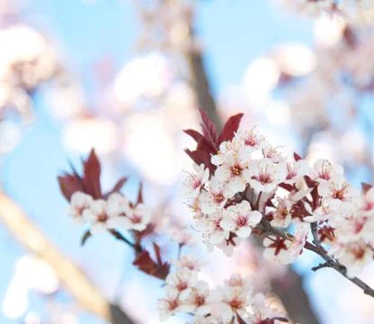 Blossoming plum tree Stock Photos