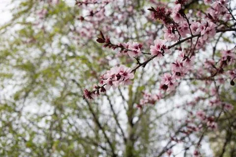 Blossoming plum tree. Stock Photos