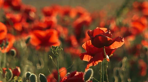 Blossoming poppies Stock Footage 33867010