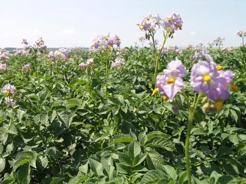 Blossoming potatoes Foto stock