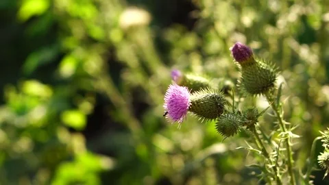 Blossoming, prickly bush. Slow motion Stock Footage