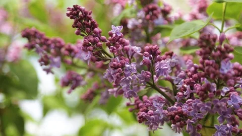 Blossoming purple lilac Stock Footage 88712930