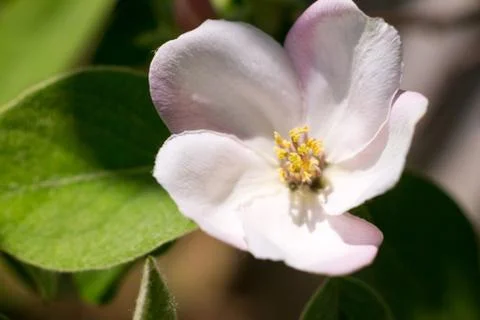 Blossoming quince Stock Photos