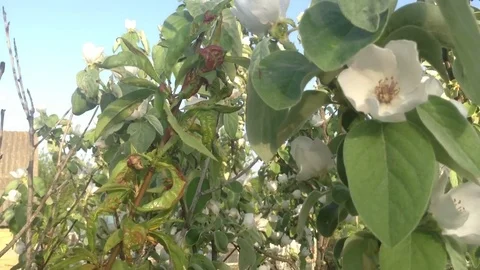 Blossoming quince tree and a bee Stock Footage 82301491