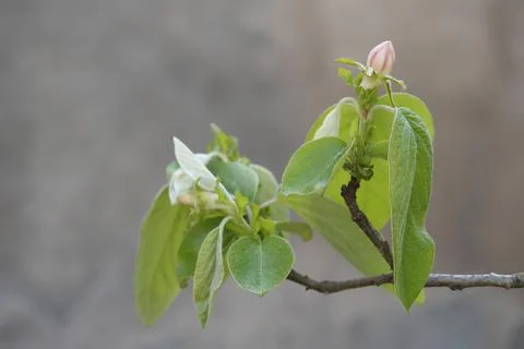 Blossoming quince tree, spring time Stock Photos
