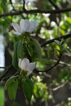 Blossoming quince tree, spring time Stock Photos