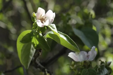Blossoming quince tree, spring time Stock Photos