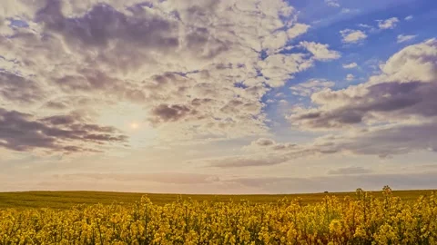 Blossoming rapeseed field and sunset sky, the sun going behind the horizon Vídeo Stock 142956320