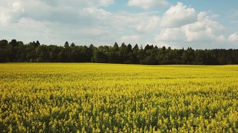Blossoming rapeseed field. Stock Footage 115977708