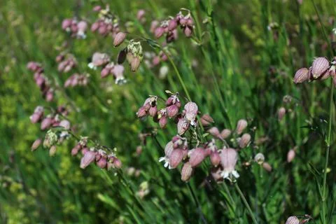 Blossoming rattleweed Stock Photos