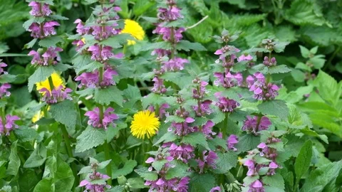 Blossoming red dead nettle swaying in the wind (Lamium purpureum) Video stock 89200567