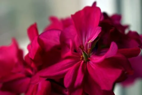 Blossoming of a red geranium Stock Photos