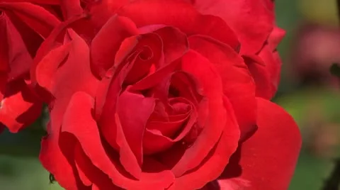 Blossoming Red Rose with Depth of Field Stock Footage 12137007