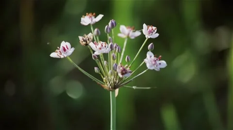Blossoming reed-mace on the river. Stock Footage 41252766