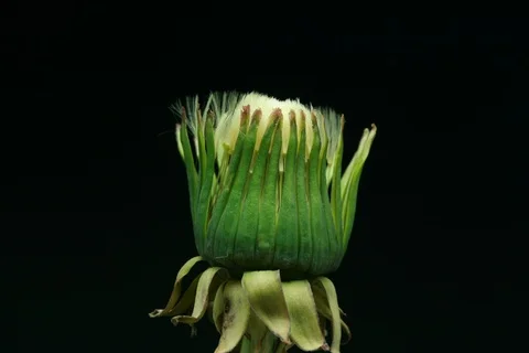 Blossoming ripe dandelion. Timelaps Video stock 109497376