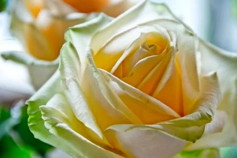 Blossoming rose Stock Photos