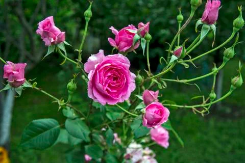 Blossoming roses Stock Photos