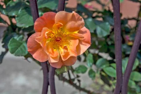 Blossoming roses Stock Photos