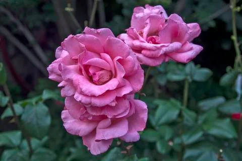 Blossoming roses Stock Photos
