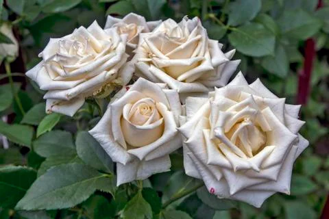 Blossoming roses Stock Photos