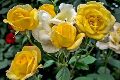 Blossoming roses Stock Photos
