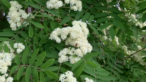 Blossoming Rowan branch with small white flowers in the garden in spring Stock Footage 243095083