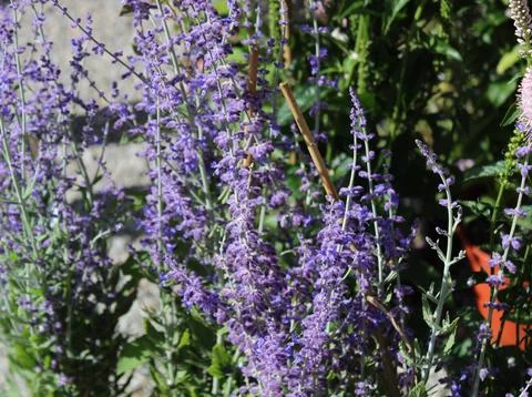 Blossoming russian sage Foto stock