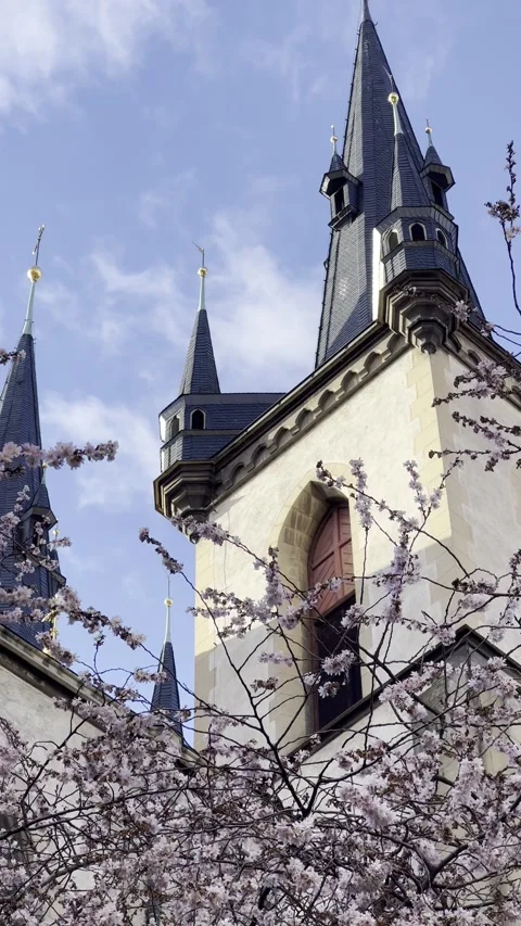 A blossoming sakura against the background of the temple. 4K. Stock Footage 229399428