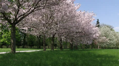 Blossoming sakura trees, falling petals Stock Footage 25508757