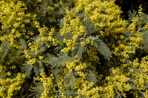 Blossoming silver wattle Foto stock