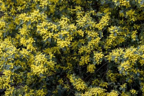 Blossoming silver wattle Stock Photos